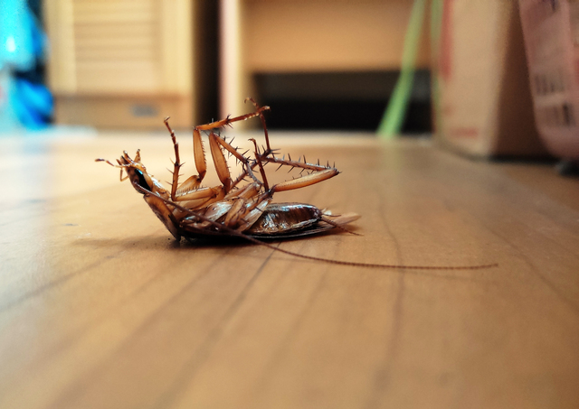 cockroaches