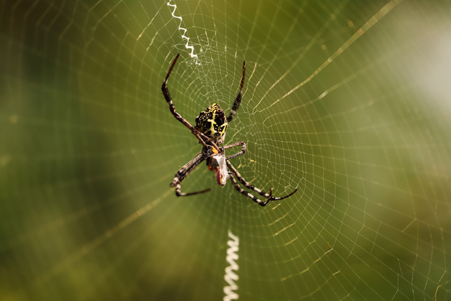 The Best Spider Control Method for Melbourne Homes